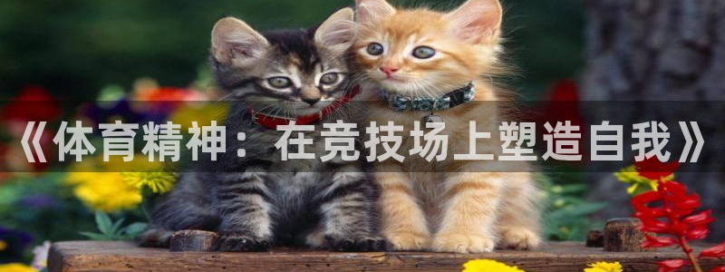 哈哈体育十年