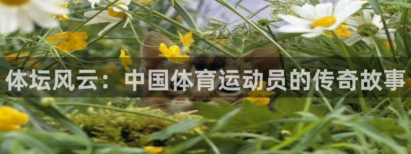 哈哈体育
